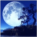吉巴特-醉草原的爱-静观对月